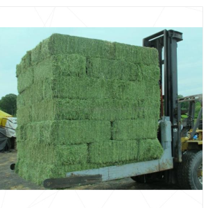 Alfalfa hay for sale